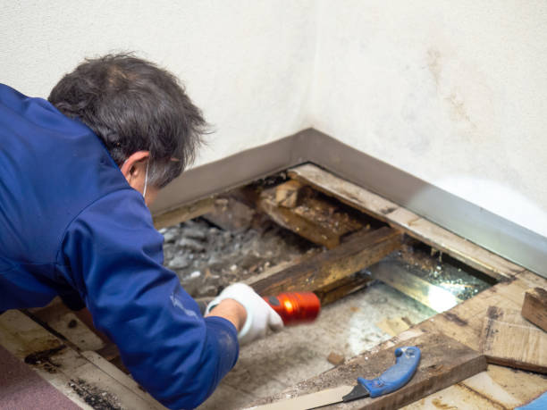 Best Emergency Mold Remediation in Southmayd, TX