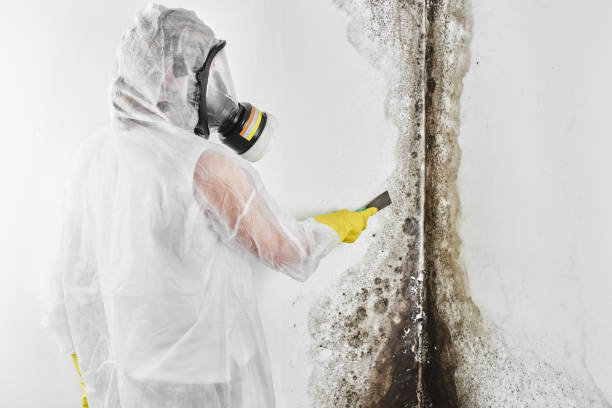 Best HVAC Mold Remediation in Southmayd, TX