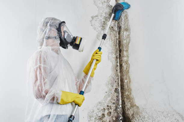 Best Localized Mold Remediation (e.g., coastal areas, humid climates) in Southmayd, TX