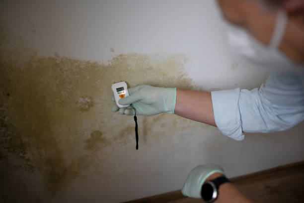 Best Industrial Mold Remediation in Southmayd, TX