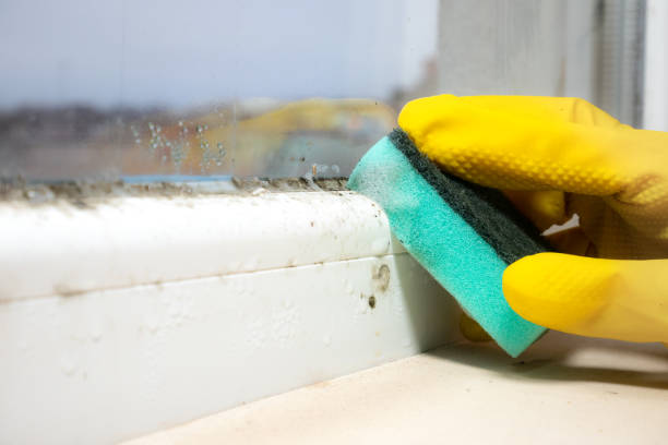 Best Residential Mold Remediation in Southmayd, TX