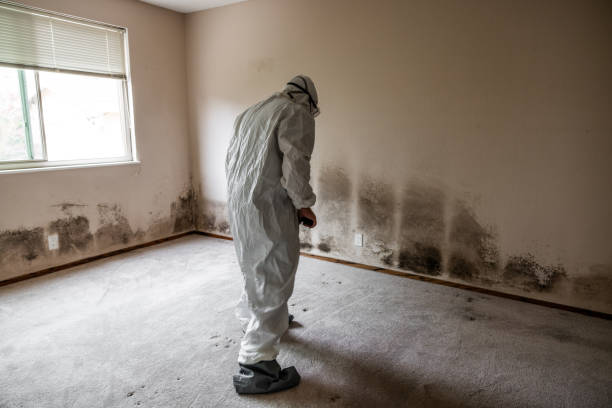 Best Health and Safety Mold Remediation in Southmayd, TX