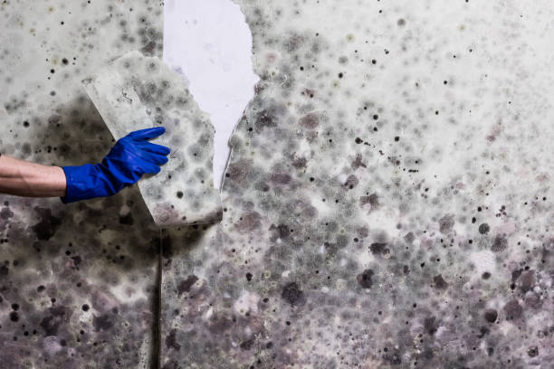 Best DIY Mold Remediation Support Services in Southmayd, TX